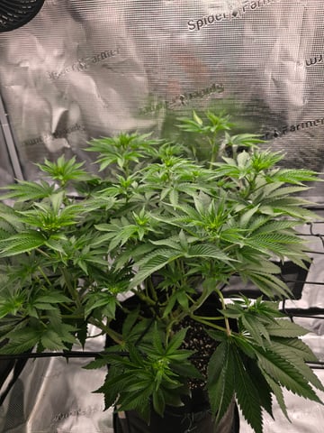 Northern lights #10 (Alaska) — flower, day 46