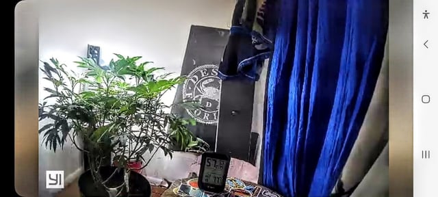 Poor Ivory — vegetative, day 99