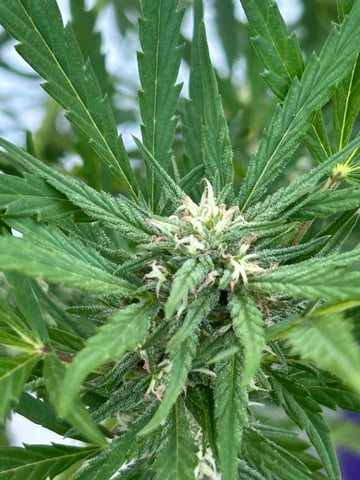 First ever grow — flower, day 75