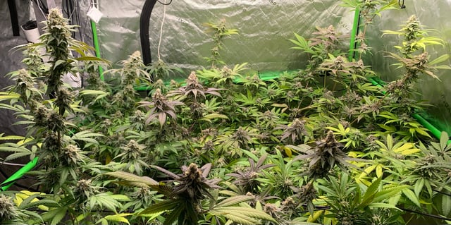 Papaya Frosting  — flower, day 114