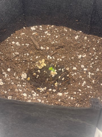 green crack — seedling_rooting, day 2