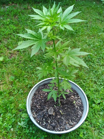 first grow — vegetative, day 51