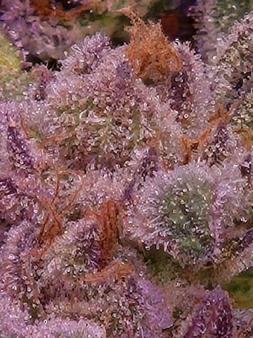 4 strains in 1 tent — harvest, day 131