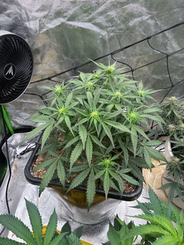 Jelly Donutz Auto And Pineapple OG Auto