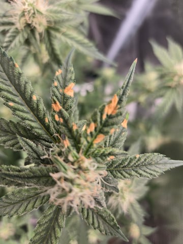 1st Grow — flower, day 127