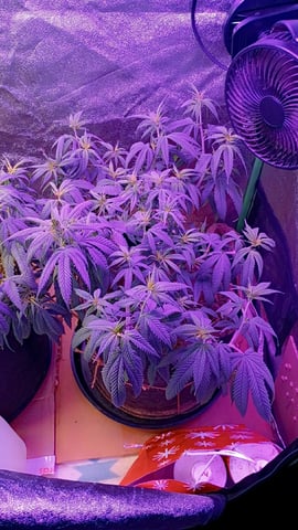 Purple Plum Perfect 💜 & 2 Grape Runtz 🍇 Mainlining garden.  — vegetative, day 97