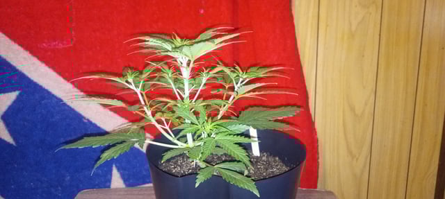 frst grow tent grow — vegetative, day 35