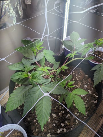 Audrey III — vegetative, day 60