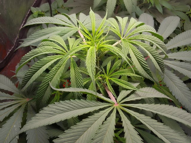 blue dream bag seed — vegetative, day 48