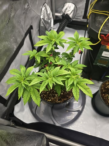 Barney's Farm - Pink Mist — vegetative, day 49