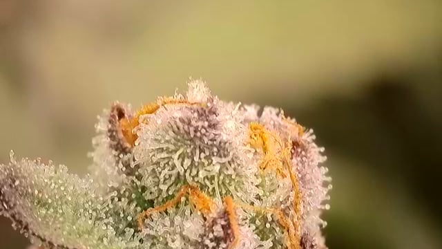 First Grow — flower, day 116