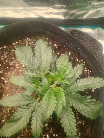 lil Slurry, first grow — vegetative, day 19