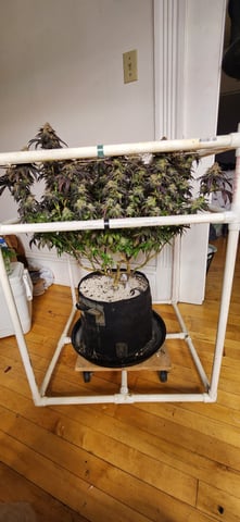 true genetics  — flower, day 92