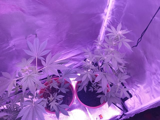 aurora auto — flower, day 70