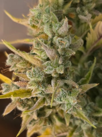 First Autoflower Indoor — harvest, day 47