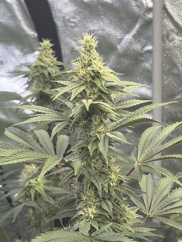 Humboldt, Hella Jelly. Jelly Donut  — flower, day 77