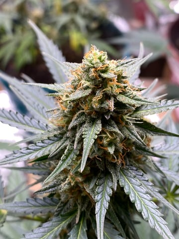 Rainbow Mints — flower, day 41