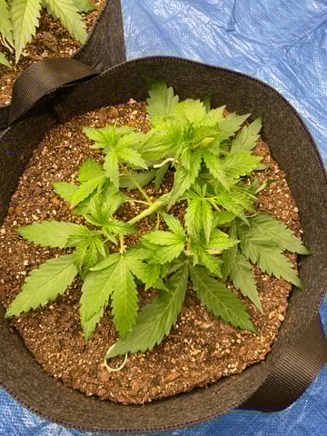 Banana Kush Auto Seed Supreme — vegetative, day 22