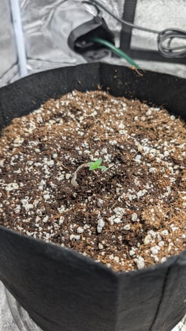 Grow 1 — seedling_rooting, day 9