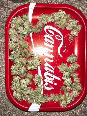 Pine (Auto) 2025 - 0 — done, day 93