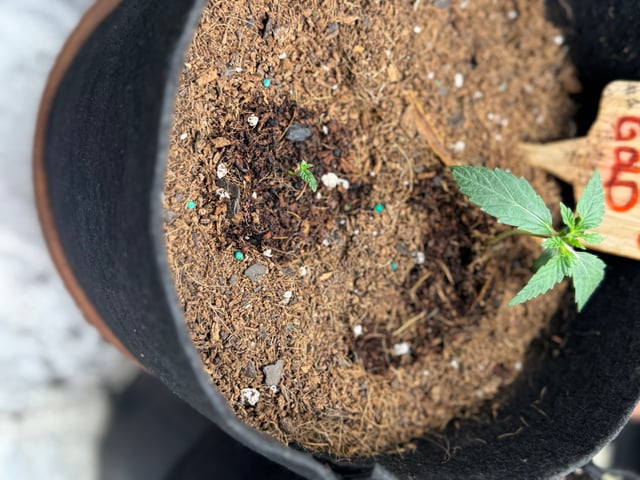  Acapulco gold auto July  — vegetative, day 1