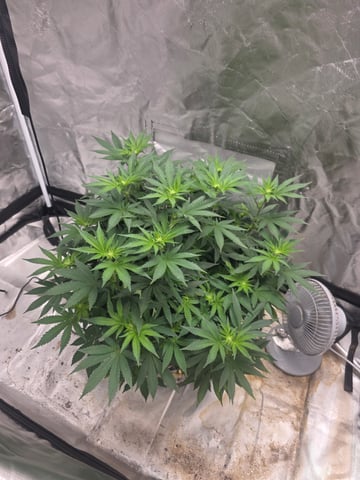 first grow — flower, day 66