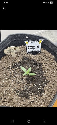 Mango Runtz — seedling_rooting, day 17