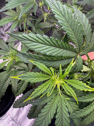 wedding cake auto FIRST GROW! — flower, day 33