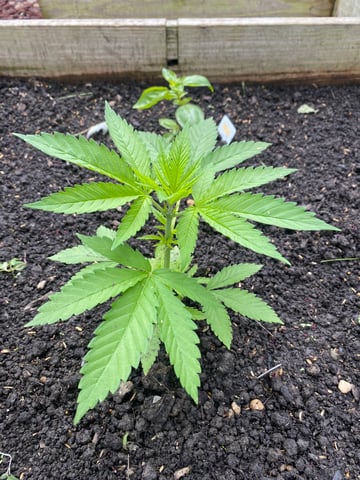 queen of soul X cap junky  — vegetative, day 40