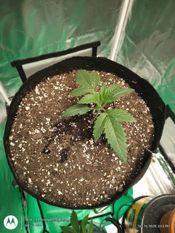 Grow Budz — vegetative, day 15