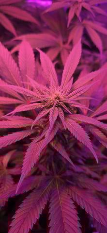 basement grow — flower, day 70