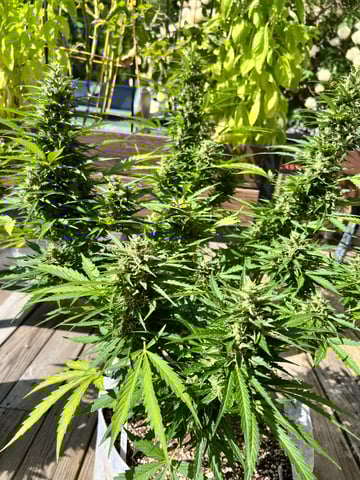 Keepers OG Auto — auto, day 19