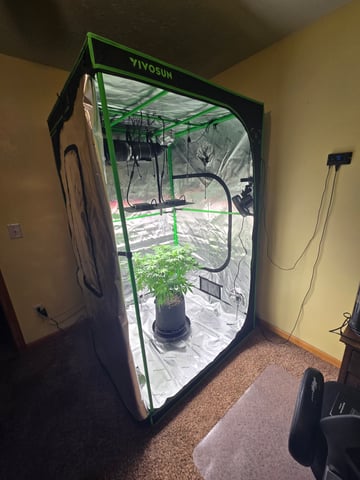 First grow — flower, day 59