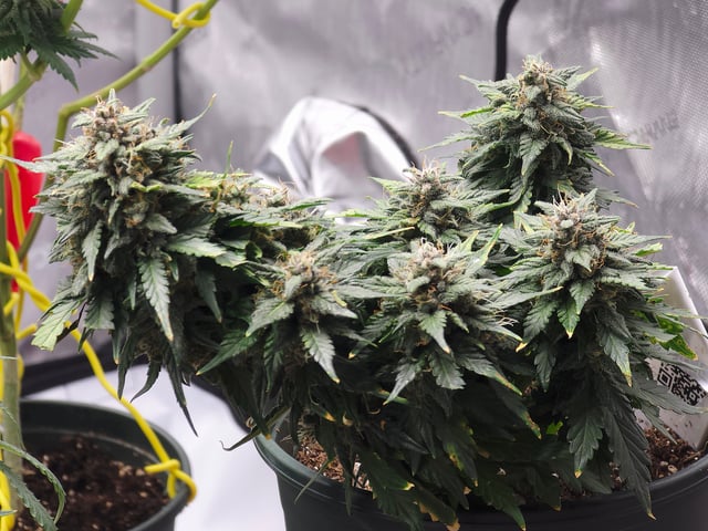 Fast Buds - Purp Lemonade — flower, day 57