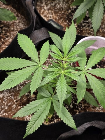 Indoor — seedling_rooting, day 43