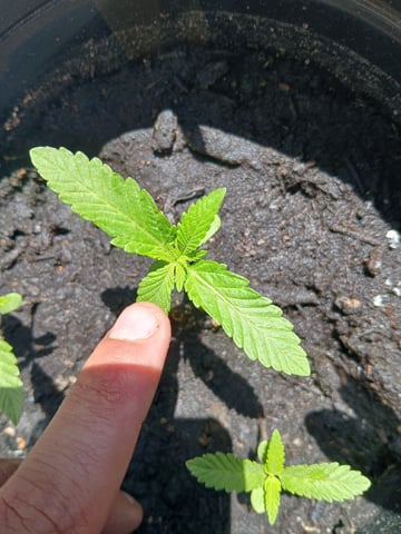 Vegetative  — vegetative, day 12