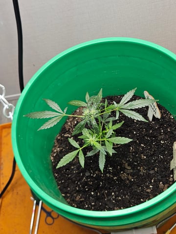 1st plant. Strain: Green Gelato AutoFlower — flower, day 61