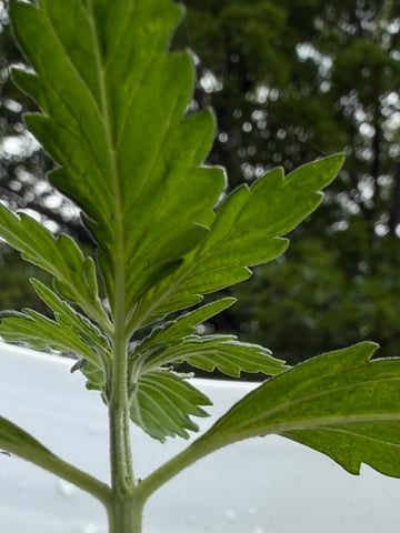•Freedom Grow• — seedling_rooting, day 19