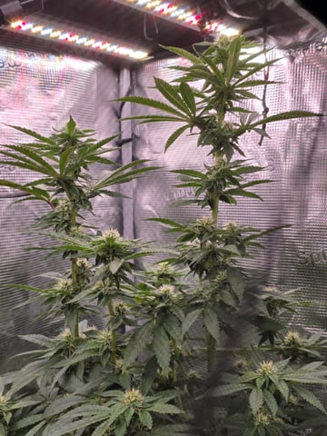 Northern lights #10 2nd plant (Selkies) — flower, day 67