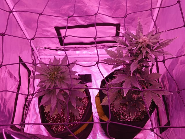 CountryG  — seedling_rooting, day 45