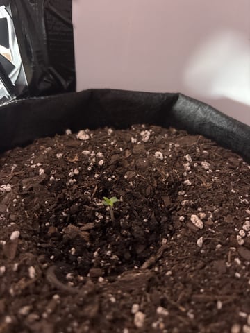 My First Grow — germination, day 3