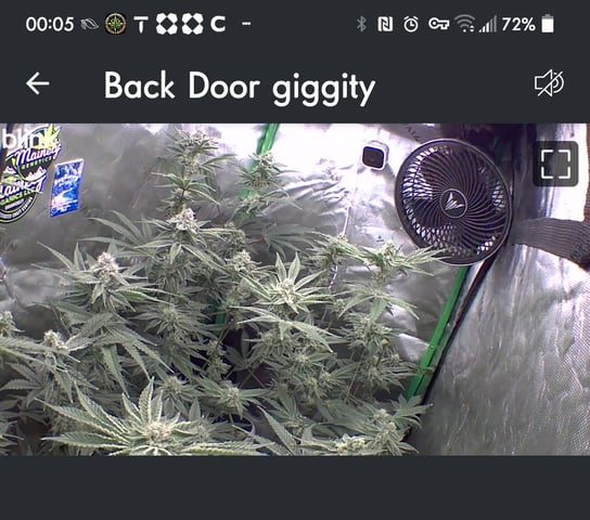 Mainely Genetics Micro Pheno Hunt — flower, day 74