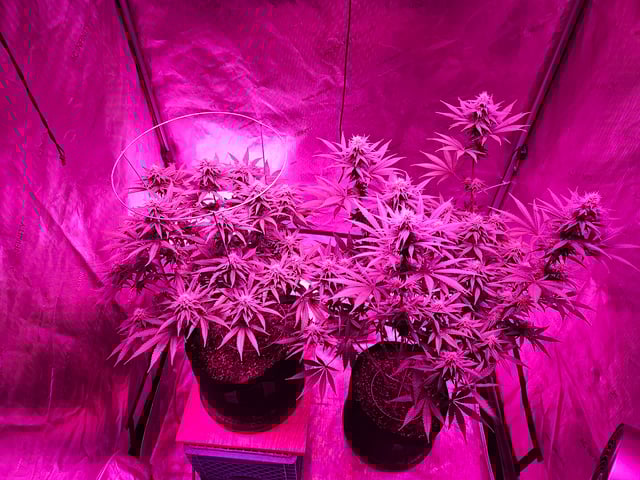 BLACKCHERRY SHERB — flower, day 55