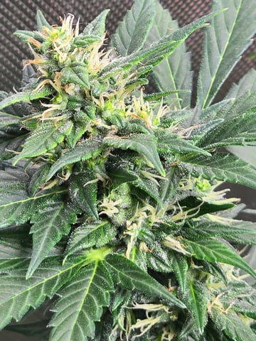 Purple Haze  — flower, day 79