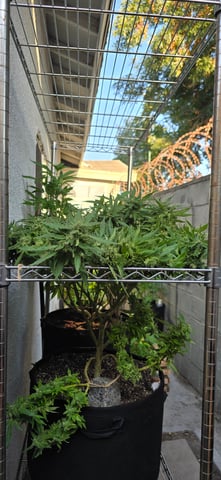 Mystery Weed Plant — flower, day 147