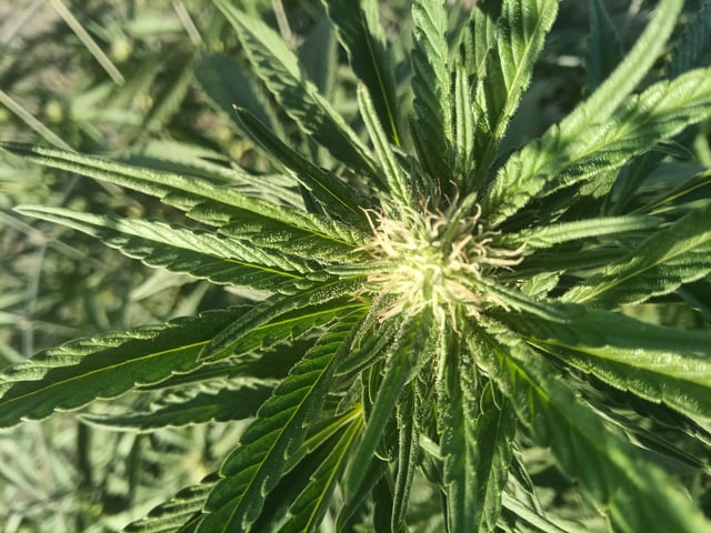 first 4 — flower, day 51