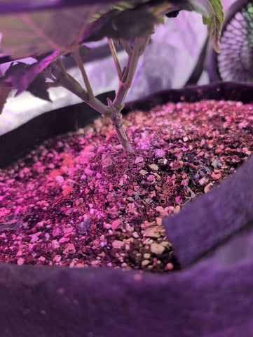 2025-26 — vegetative, day 18