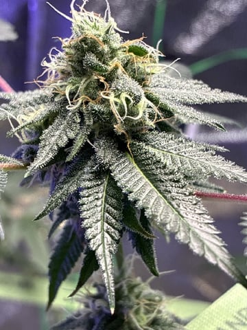 I Dont Know What Kind It Is Lol — flower, day 30