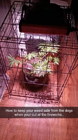FKAFL — vegetative, day 41