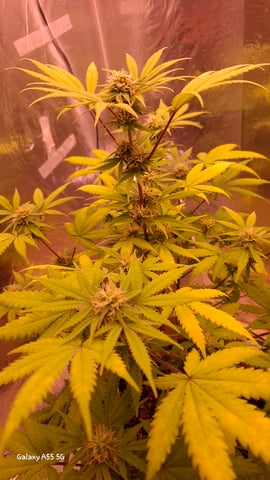 Eerste plantjes — flower, day 1